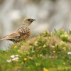 Pevuska podhorni - Prunella collaris - Alpine Accentor 7730
